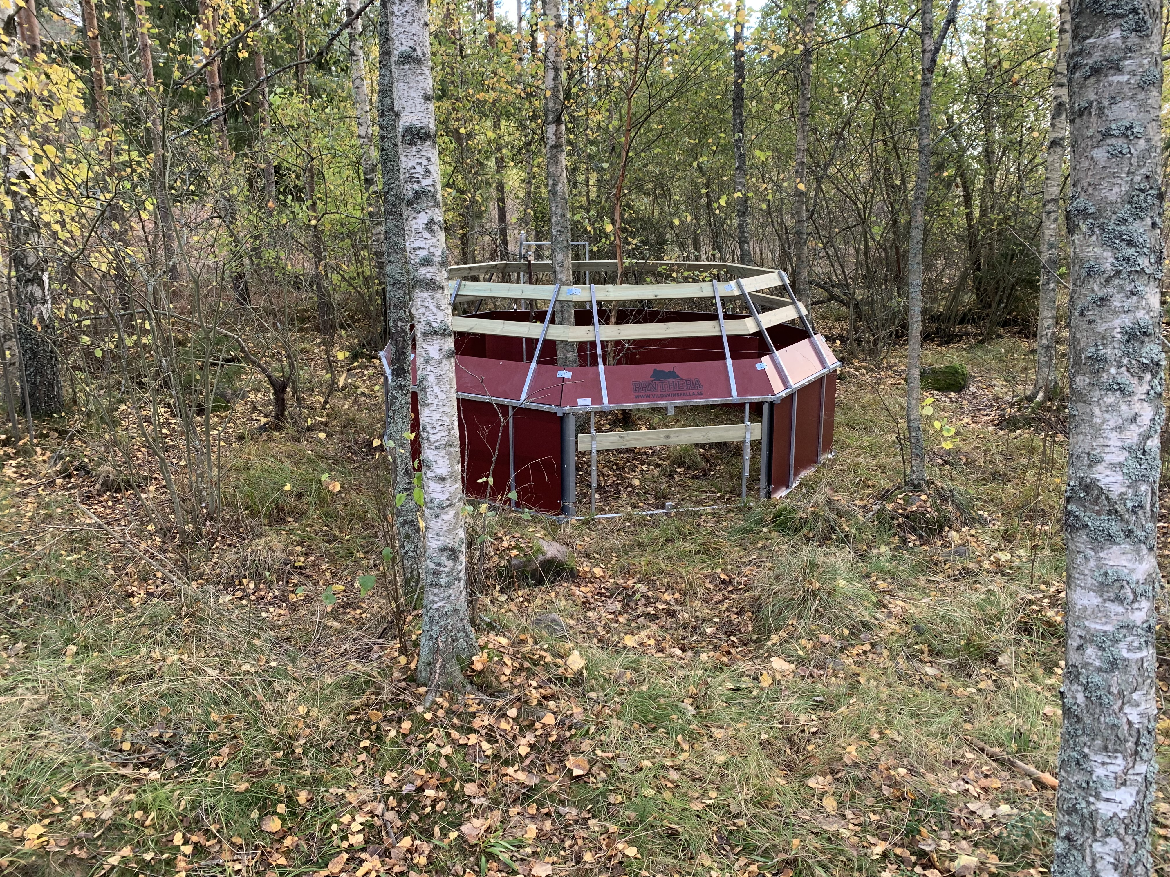 vildsvinsf&auml;lla f&ouml;rh&ouml;jning